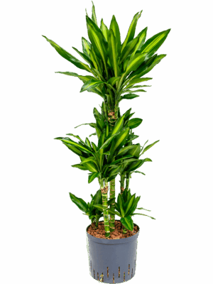Dracaena fragrans 'Cintho