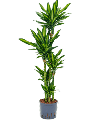 Dracaena fragrans 'Cintho