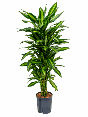 Dracaena fragrans 'Cintho