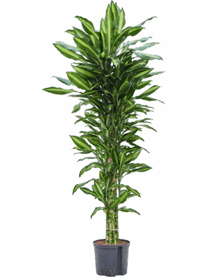 Dracaena fragrans 'Cintho