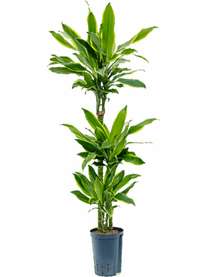 Dracaena fragrans 'Golden Coast'