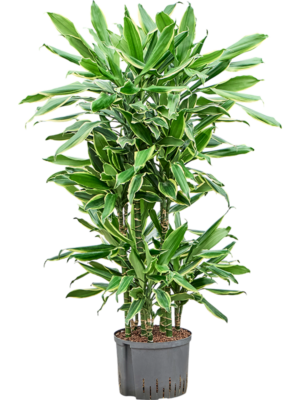 Dracaena fragrans 'Golden Coast'