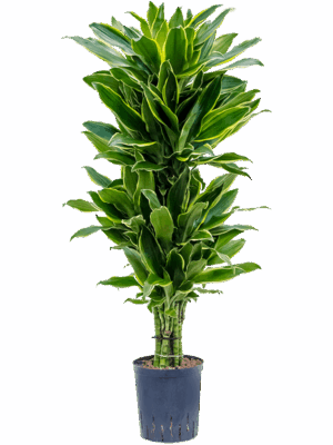 Dracaena fragrans 'Golden Coast'