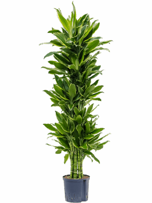 Dracaena fragrans 'Golden Coast'