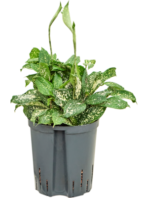 Dracaena godseffiana 'Florida beauty'