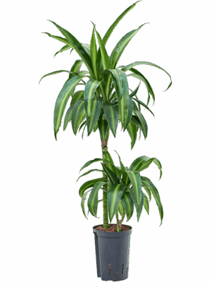 Dracaena fragrans 'Hawaiian Sunshine'