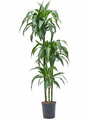 Dracaena fragrans 'Hawaiian Sunshine'