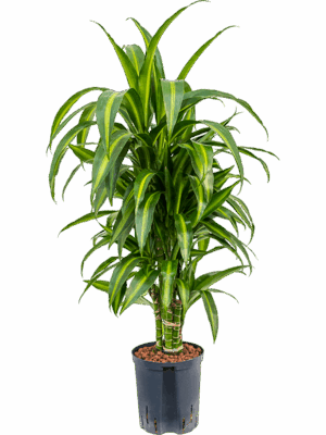 Dracaena fragrans 'Hawaiian Sunshine'