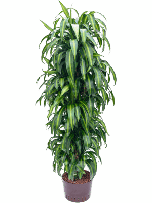 Dracaena fragrans 'Hawaiian Sunshine'