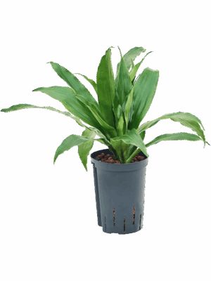 Dracaena fragrans 'Janet Craig'