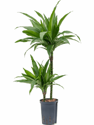 Dracaena fragrans 'Janet Craig'