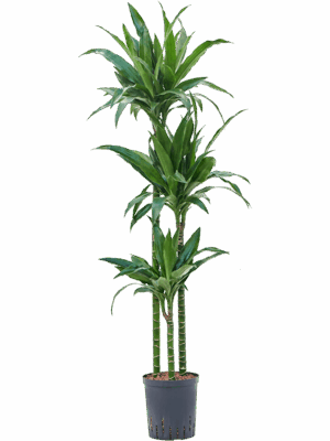 Dracaena fragrans 'Janet Craig'