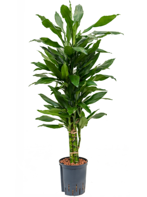 Dracaena fragrans 'Janet Lind'