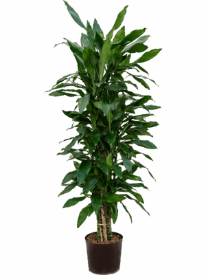 Dracaena fragrans 'Janet Lind'