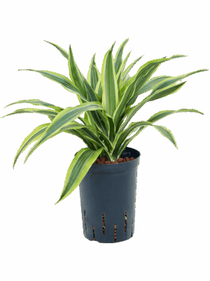 Dracaena fragrans 'Lemon Lime'