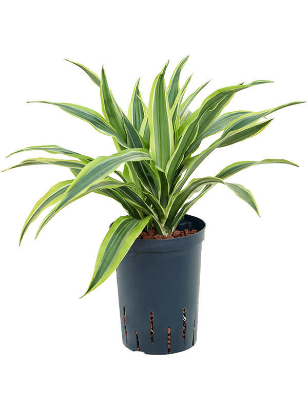 Dracaena fragrans 'Lemon Lime'
