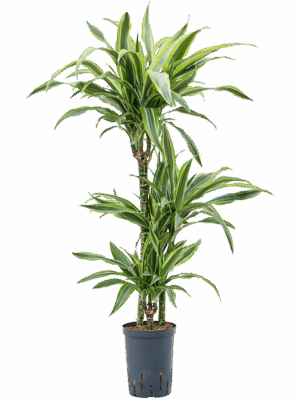 Dracaena fragrans 'Lemon Lime'