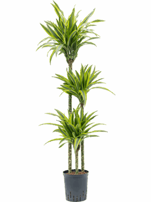 Dracaena fragrans 'Lemon Lime'