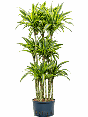 Dracaena fragrans 'Lemon Lime'