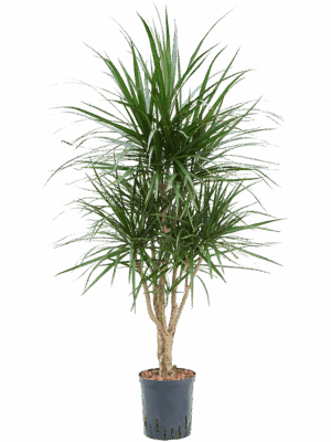 Dracaena marginata