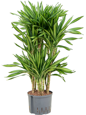 Dracaena fragrans 'Riki'