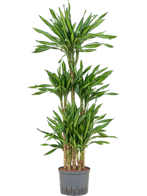 Dracaena fragrans 'Riki'