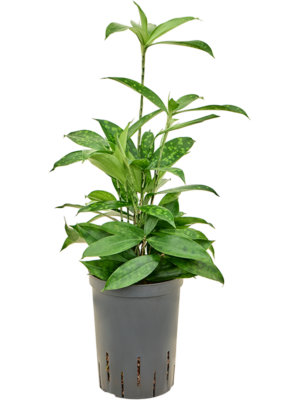 Dracaena surculosa