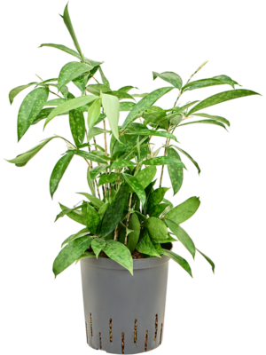 Dracaena surculosa