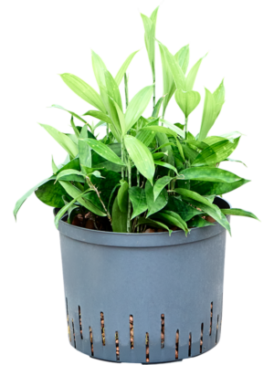 Dracaena surculosa