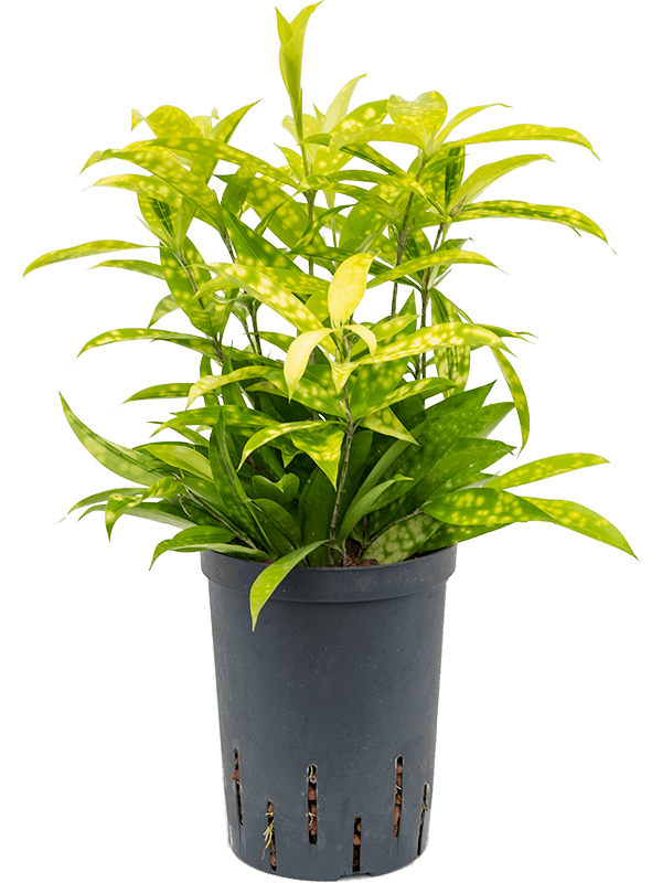 Dracaena surculosa 'Mike'