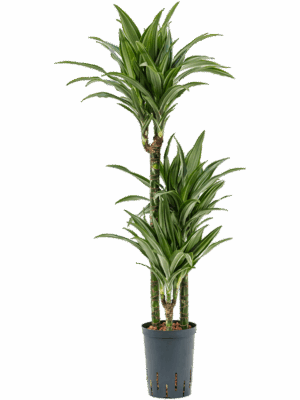 Dracaena fragrans 'Ulises'