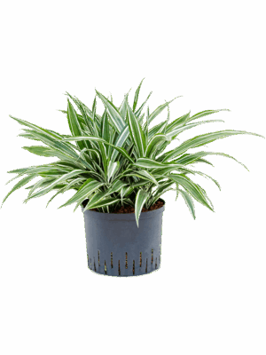 Dracaena deremensis 'White Stripe'
