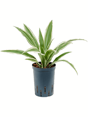 Dracaena deremensis 'White Stripe'