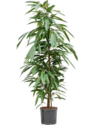 Ficus binnendijkii 'Amstel King'