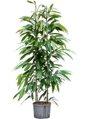 Ficus binnendijkii 'Amstel King'
