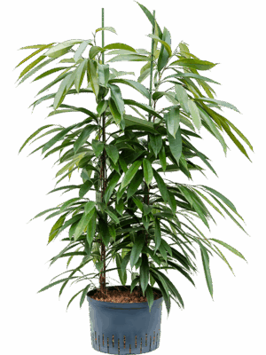 Ficus binnendijkii 'Amstel King'