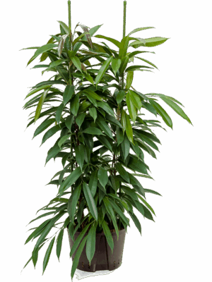 Ficus binnendijkii 'Amstel King'