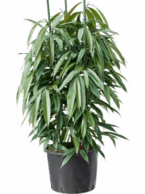 Ficus binnendijkii 'Amstel King'