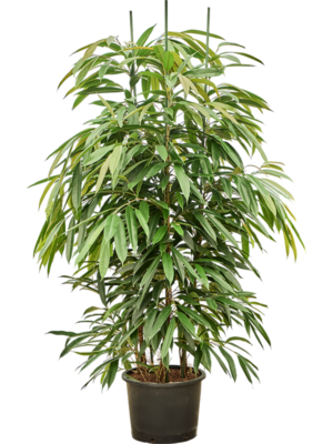 Ficus binnendijkii 'Amstel King'