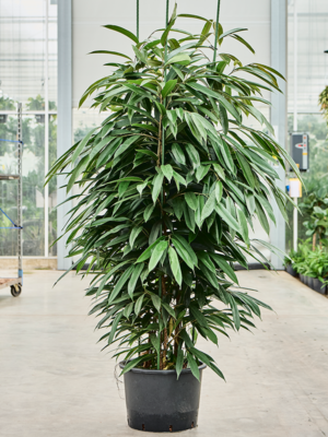 Ficus binnendijkii 'Amstel King'