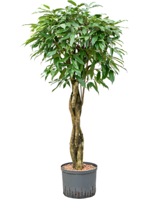 Ficus binnendijkii 'Amstel King'