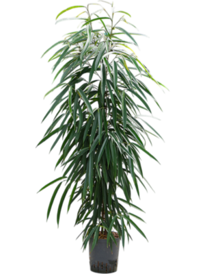 Ficus binnendijkii 'Alii'