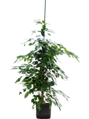 Ficus benjamina 'Exotica'