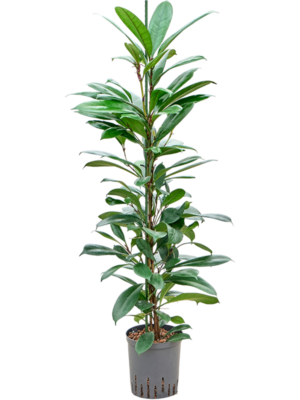 Ficus cyathistipula
