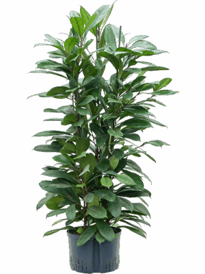 Ficus cyathistipula