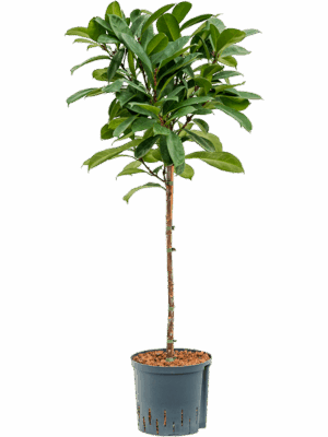 Ficus cyathistipula