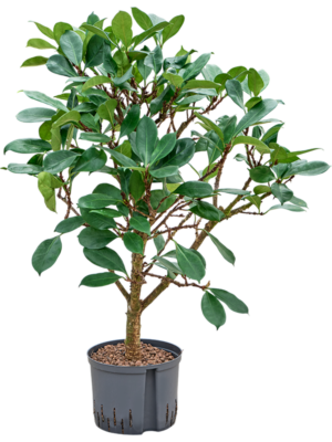 Ficus cyathistipula