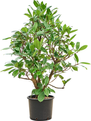 Ficus cyathistipula