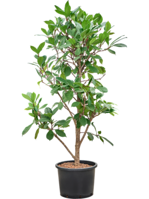 Ficus cyathistipula