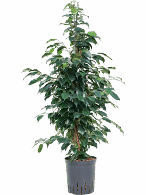 Ficus benjamina 'Danielle'